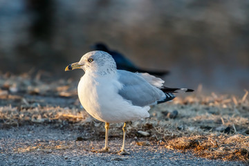 Obraz premium Ring Billed Gull (Larus delawarensis) on a beach