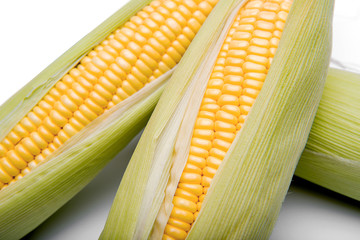 corn isolated on white background