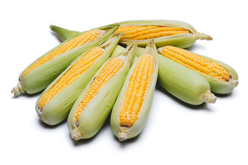 corn isolated on white background, closeup top view.