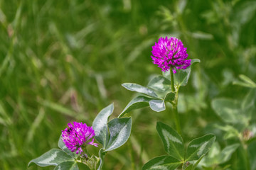 Fototapeta premium Pink clover flower on a background of the summer landscape.