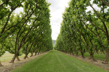 Obraz premium Double row of peach trees in an orchard in springtime. In Cromwell, Otago, New Zealand.