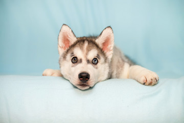 Siberian Husky puppy