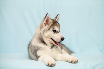 Siberian Husky puppy