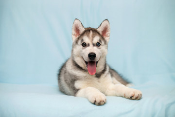 Siberian Husky puppy