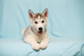 Siberian Husky puppy