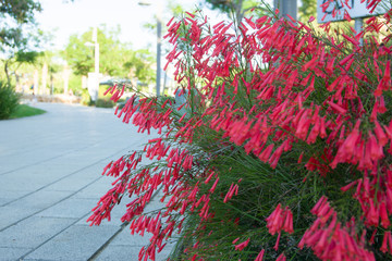 Selective focus on Red Fountainbush flowers Russelia equisetiformis against blurred green...