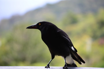Magpie visiting us on week-end away
