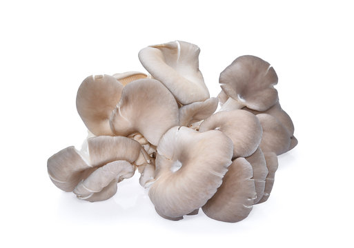 white oyster mushroom isolated on white background