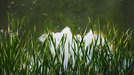 Grass On water
