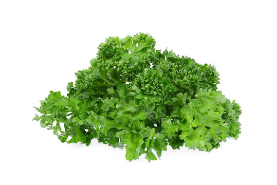 fresh green parsley vegetable isolated on a white background