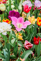 Closeup of pink tulips in hitachi seaside park.JPG