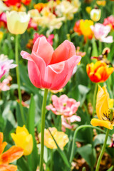 Closeup of single pink tulips in hitachi seaside park