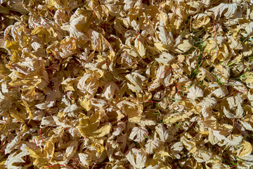 Fall Leaves Background