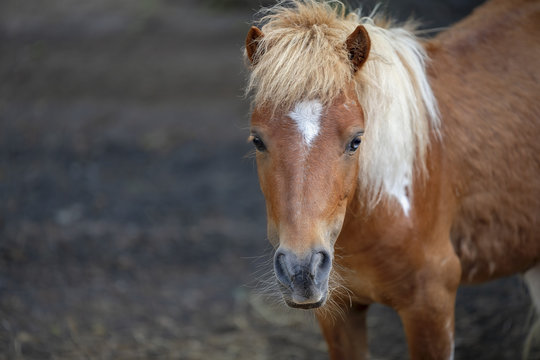 close up photograph of a shetland pony