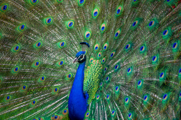 Naklejka premium Peacock