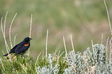 Red Winged Blackbird