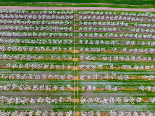Blossoming young plum garden, top view. Span of the drone over the plum blooming garden