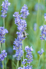 honeybee pollinating on the lavender flower in the field