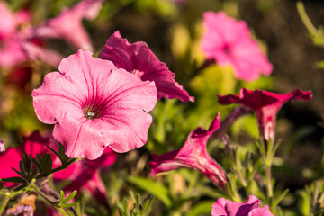 pink morning glory flower field under the sun