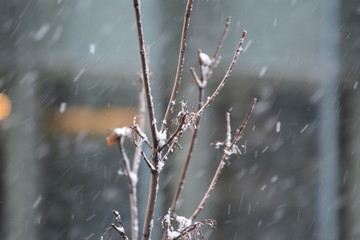 Fragile branches slowly collecting falling snow