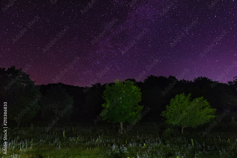 Wall mural starry sky over the forest