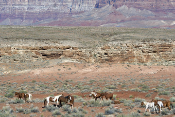 Wild Horses in the Desert