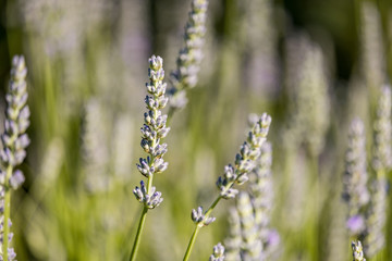 close up of few lavender flowers in the flower field under the sun