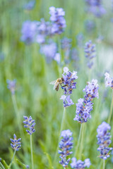 honey bee on the top of a lavender flower in the flower field