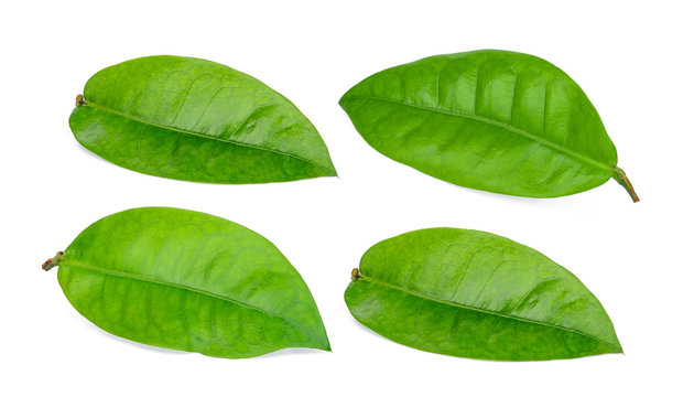 Fototapeta green leaf isolated on white background