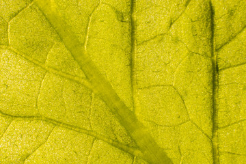 macro shot of green leaf with detailed vein under the light