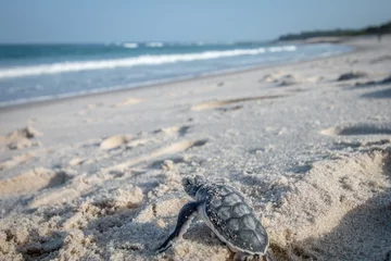 Door stickers Tortoise Baby Green sea turtle making its way to the Ocean.