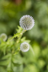 purple ball shaped flowers with creamy green background