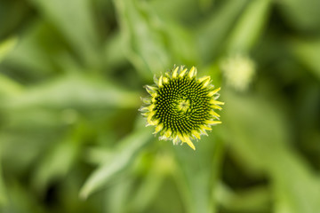 green daisy flower bud with creamy green background