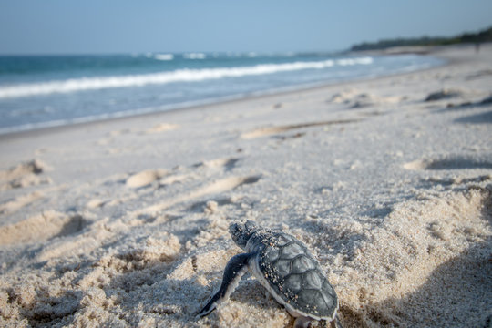 Baby Green sea turtle making its way to the Ocean.