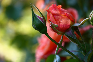 The rose blossoms./Buds of a rose reveal and turn into magnificent orange flowers.