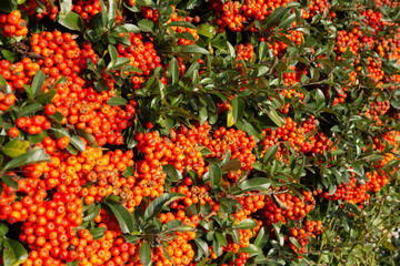 Fototapeta premium Orange against green - seeds against foliage