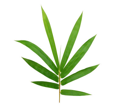 bamboo leaf isolated on white background