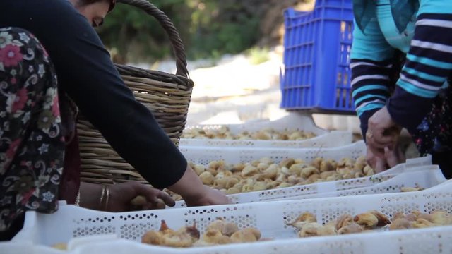 Fig picking villagers