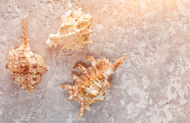 Varieties of shells on a gray concrete background. Top View.