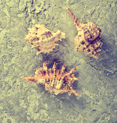 Varieties of shells on a gray concrete background. Top View.