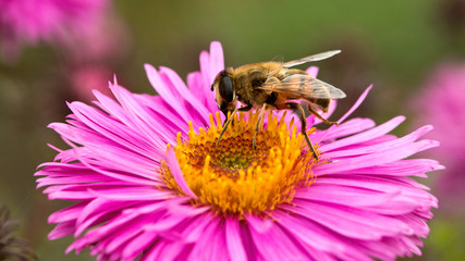 Пчела на цветке.