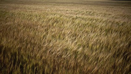 Wind swings ears of ripe wheat and a rye in summer sunny day, Close up