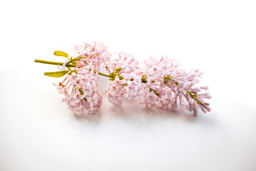 Branch of lilac flowers on a light background