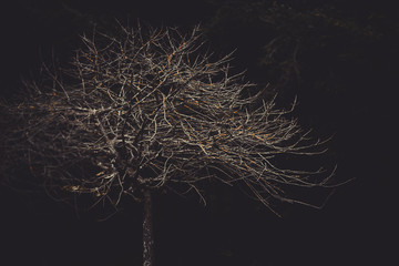 withered tree