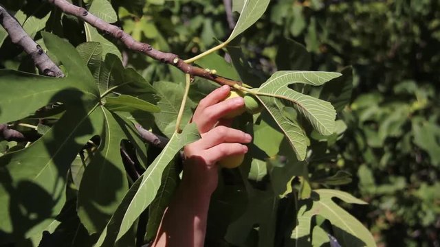 Fig picking villagers