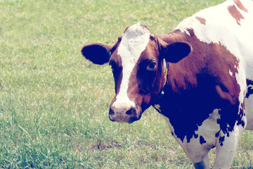 Eine Kuh auf einer Weide