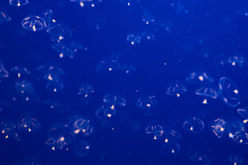 Jellyfish with blue background