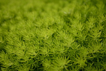 green plant texture 