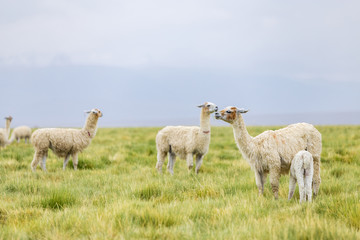 Llamas in the Altiplano grasslands