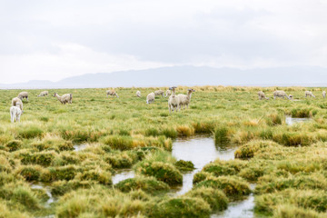 Llamas in the Altiplano in Bolivia